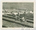 1943 après Wettingen [Photo] Soldats au travail